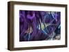 Banggai cardinalfish, Lembeh Strait, Indonesia-Georgette Douwma-Framed Photographic Print