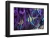 Banggai cardinalfish, Lembeh Strait, Indonesia-Georgette Douwma-Framed Photographic Print