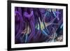 Banggai cardinalfish, Lembeh Strait, Indonesia-Georgette Douwma-Framed Photographic Print