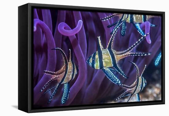 Banggai cardinalfish, Lembeh Strait, Indonesia-Georgette Douwma-Framed Stretched Canvas