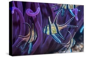 Banggai cardinalfish, Lembeh Strait, Indonesia-Georgette Douwma-Stretched Canvas