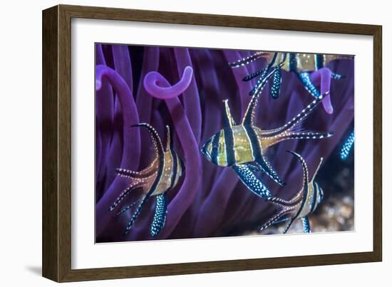 Banggai cardinalfish, Lembeh Strait, Indonesia-Georgette Douwma-Framed Photographic Print