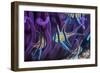 Banggai cardinalfish, Lembeh Strait, Indonesia-Georgette Douwma-Framed Photographic Print