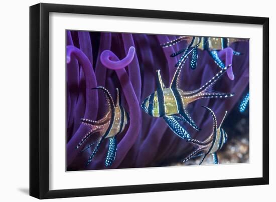 Banggai cardinalfish, Lembeh Strait, Indonesia-Georgette Douwma-Framed Photographic Print