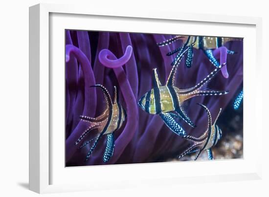 Banggai cardinalfish, Lembeh Strait, Indonesia-Georgette Douwma-Framed Photographic Print