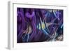 Banggai cardinalfish, Lembeh Strait, Indonesia-Georgette Douwma-Framed Photographic Print