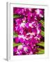 Bangkok Street Flower Market. Flowers Ready for Display at Many Places including Temples-Terry Eggers-Framed Photographic Print