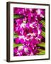 Bangkok Street Flower Market. Flowers Ready for Display at Many Places including Temples-Terry Eggers-Framed Photographic Print