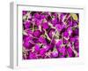 Bangkok Street Flower Market. Flowers Ready for Display at Many Places including Temples-Terry Eggers-Framed Photographic Print