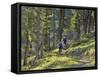 Bangtail Ridge Trail near Bozeman, Montana, USA-Chuck Haney-Framed Stretched Canvas