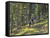 Bangtail Ridge Trail near Bozeman, Montana, USA-Chuck Haney-Framed Stretched Canvas