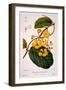 Banisteria Tomentosa, 1836-Pancrace Bessa-Framed Giclee Print