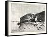 Bank of the Nile at Kom Omboo, Egypt, 1879-null-Framed Stretched Canvas