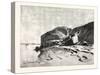 Bank of the Nile at Kom Omboo, Egypt, 1879-null-Stretched Canvas