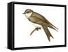 Bank Swallow (Riparia Riparia), Martin, Birds-Encyclopaedia Britannica-Framed Stretched Canvas