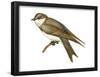 Bank Swallow (Riparia Riparia), Martin, Birds-Encyclopaedia Britannica-Framed Poster