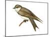 Bank Swallow (Riparia Riparia), Martin, Birds-Encyclopaedia Britannica-Mounted Poster