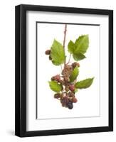 Bank Vole (Clethrionomys Glareolus) Feeding On Blackberries, Worcestershire, England-Tim Hunt-Framed Photographic Print