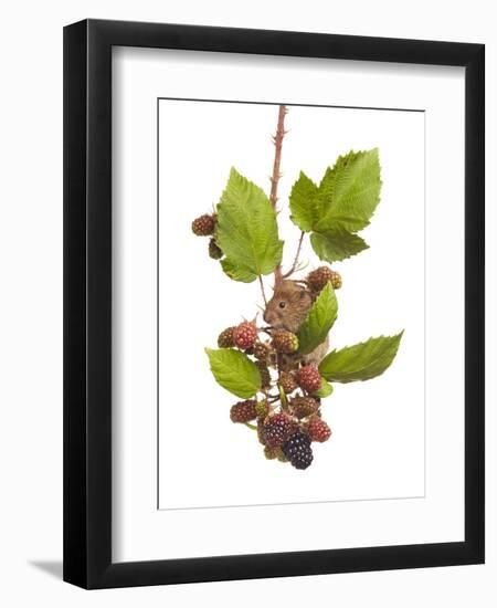 Bank Vole (Clethrionomys Glareolus) Feeding On Blackberries, Worcestershire, England-Tim Hunt-Framed Photographic Print