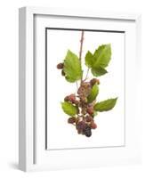 Bank Vole (Clethrionomys Glareolus) Feeding On Blackberries, Worcestershire, England-Tim Hunt-Framed Photographic Print