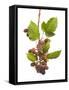 Bank Vole (Clethrionomys Glareolus) Feeding On Blackberries, Worcestershire, England-Tim Hunt-Framed Stretched Canvas