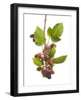 Bank Vole (Clethrionomys Glareolus) Feeding On Blackberries, Worcestershire, England-Tim Hunt-Framed Photographic Print