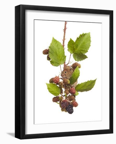 Bank Vole (Clethrionomys Glareolus) Feeding On Blackberries, Worcestershire, England-Tim Hunt-Framed Photographic Print