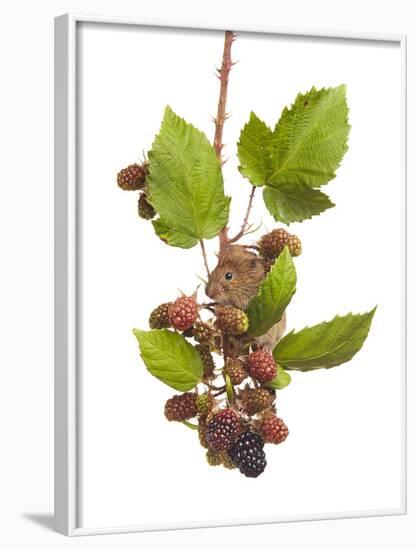 Bank Vole (Clethrionomys Glareolus) Feeding On Blackberries, Worcestershire, England-Tim Hunt-Framed Photographic Print