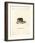 Bank Vole-null-Framed Giclee Print