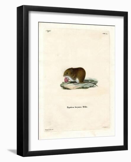 Bank Vole-null-Framed Giclee Print