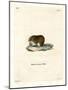 Bank Vole-null-Mounted Giclee Print