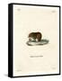 Bank Vole-null-Framed Stretched Canvas