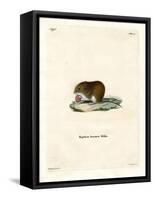 Bank Vole-null-Framed Stretched Canvas