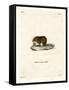 Bank Vole-null-Framed Stretched Canvas