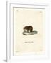 Bank Vole-null-Framed Giclee Print