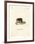 Bank Vole-null-Framed Giclee Print