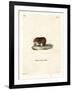 Bank Vole-null-Framed Giclee Print