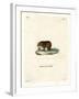 Bank Vole-null-Framed Giclee Print