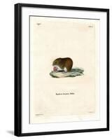 Bank Vole-null-Framed Giclee Print