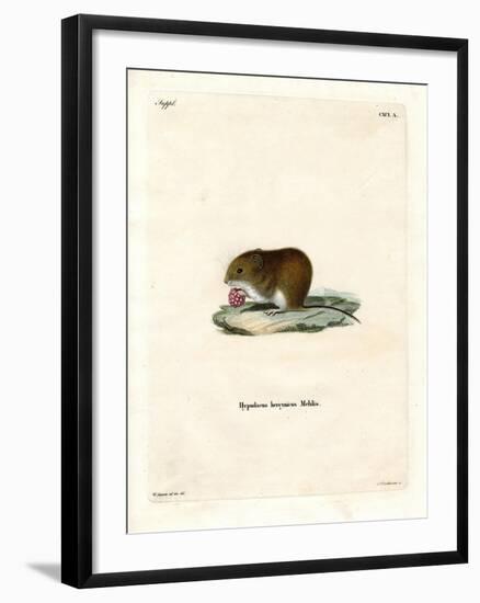 Bank Vole-null-Framed Giclee Print