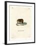 Bank Vole-null-Framed Giclee Print