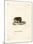 Bank Vole-null-Mounted Giclee Print