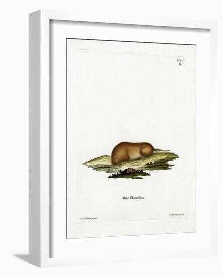Bank Vole-null-Framed Giclee Print