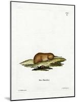 Bank Vole-null-Mounted Giclee Print