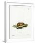 Bank Vole-null-Framed Giclee Print