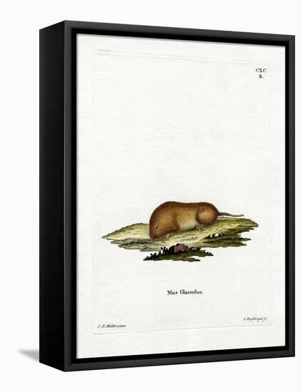 Bank Vole-null-Framed Stretched Canvas