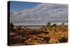 Banks along Zambezi River-Michele Westmorland-Stretched Canvas