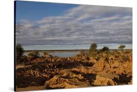 Banks along Zambezi River-Michele Westmorland-Stretched Canvas