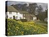 Banks of Daffodils in Askham Village in Wordsworth Country, Lake District, Cumbria, England, UK-James Emmerson-Stretched Canvas