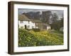 Banks of Daffodils in Askham Village in Wordsworth Country, Lake District, Cumbria, England, UK-James Emmerson-Framed Photographic Print